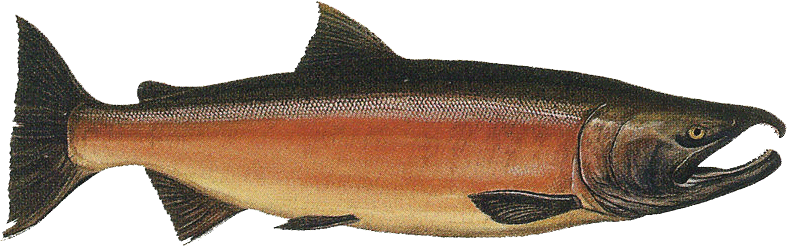 salmon